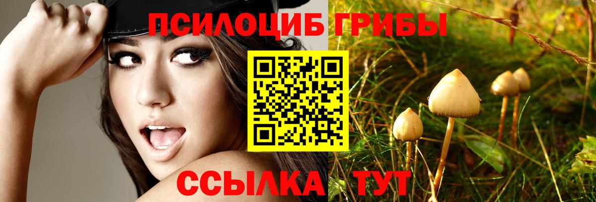 Калуга  Псилоцибиновые грибы Psilocybine cubensis  Вход с VPN 